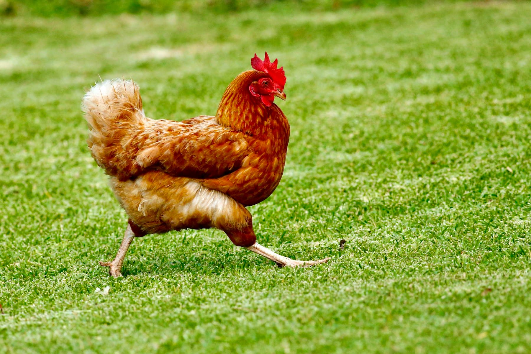A hen in a grassy yard