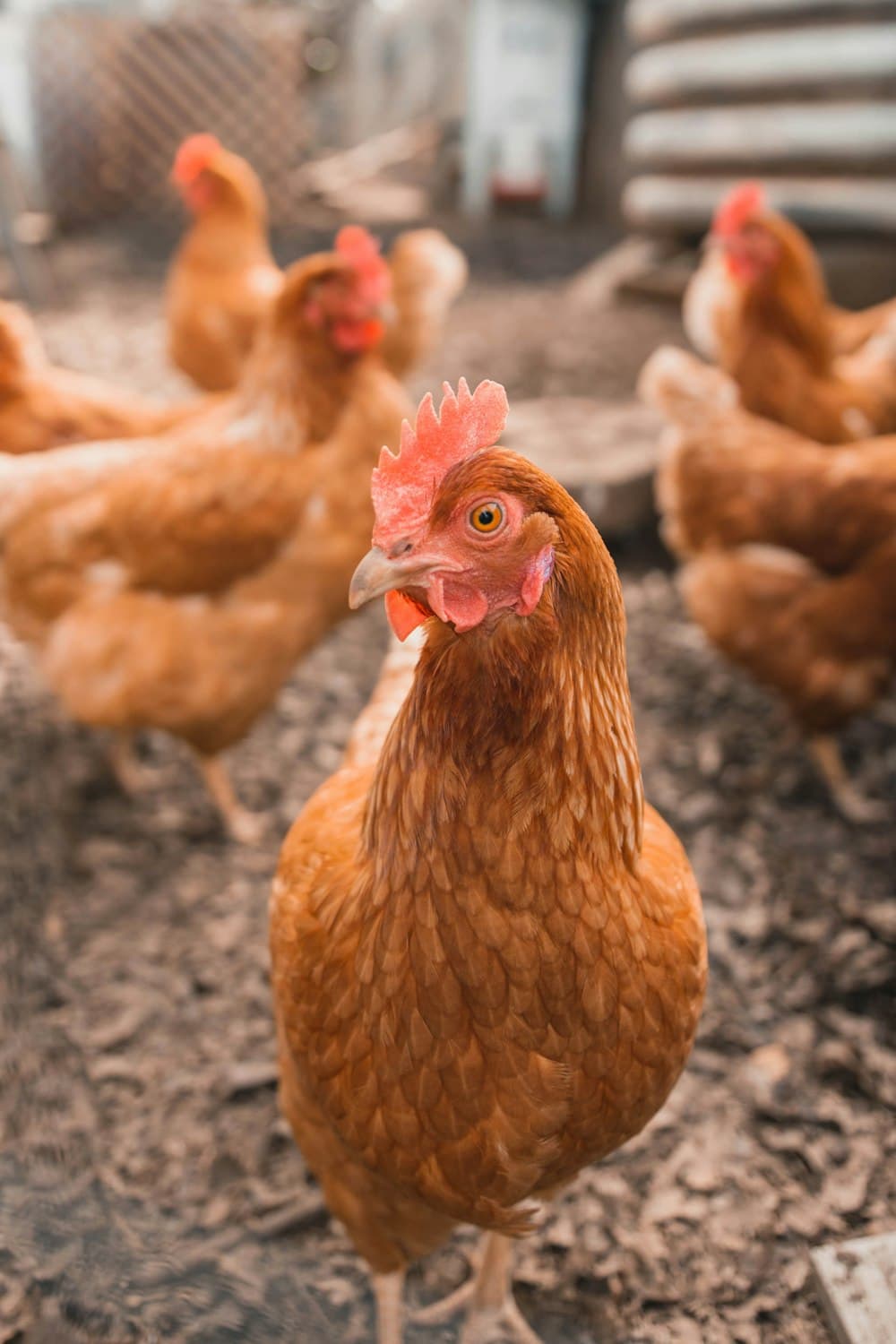 Close-up of a hen